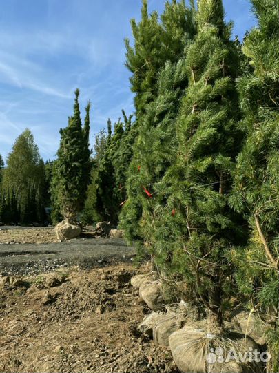 Саженцы сосны обыкновенной 2,9 м