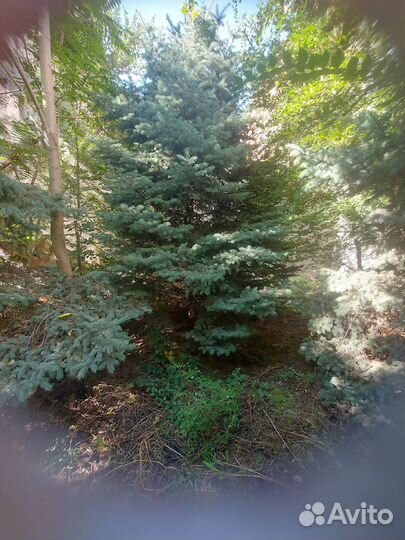 Ель голубая