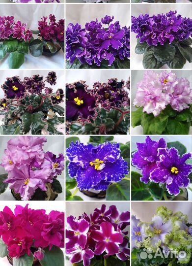 Набор листовых черенков фиалок