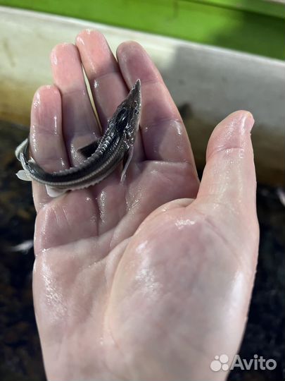 Малек Stерлядь 3-8 грамм