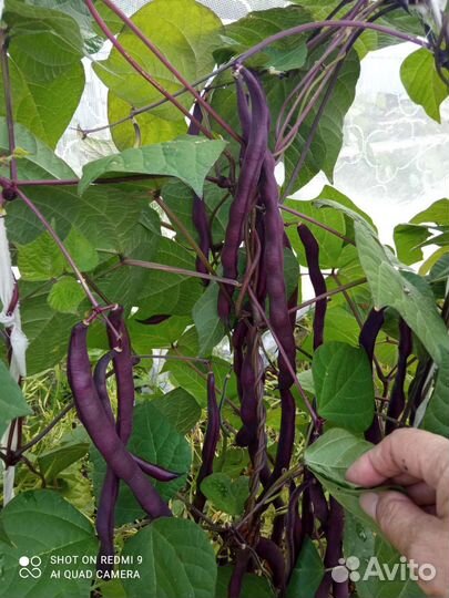 Фасоль овощная, спаржевая