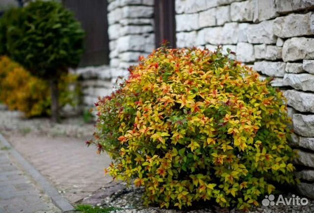 Саженцы спиреи