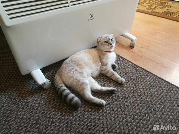 Котята породы шотландская вислоухая