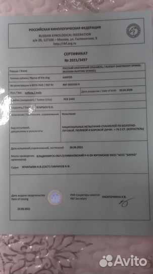 Русский охотничий спаниель вязка