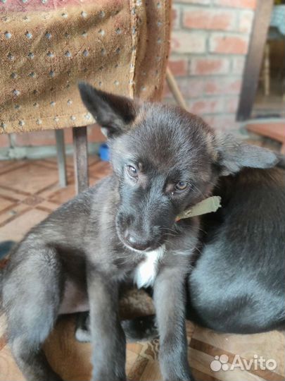 Щенок помесь хаски