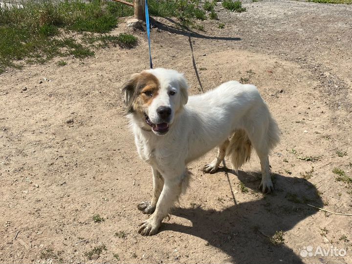 Ирландский сеттер