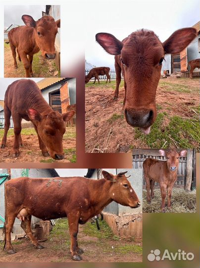 Коровы и Телки красно-степной породы