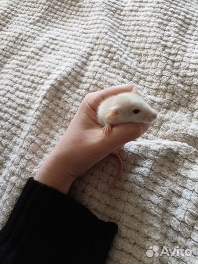 Крысята дамбо