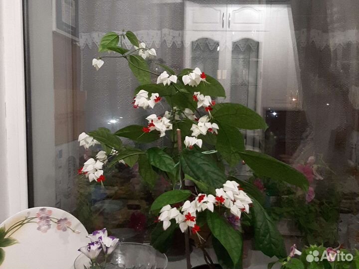 Клеродендрум Томпсона