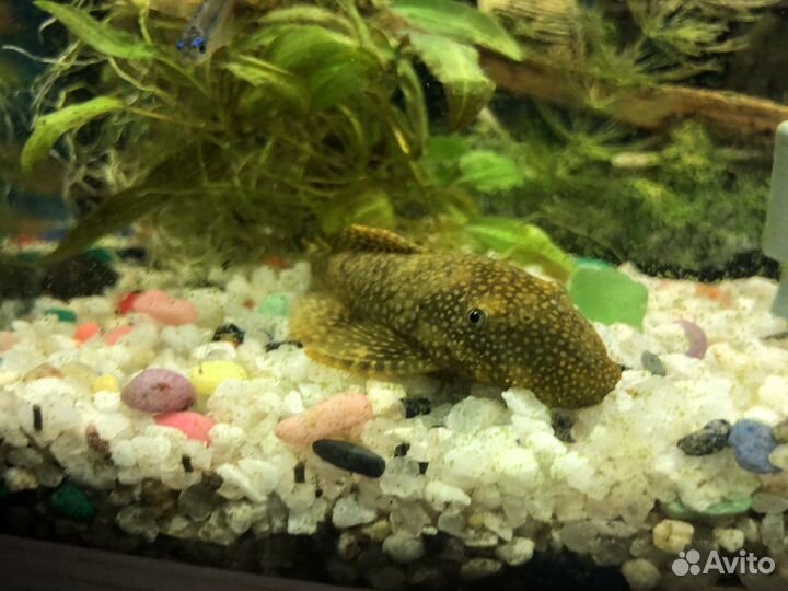 Аквариум и все что на фото