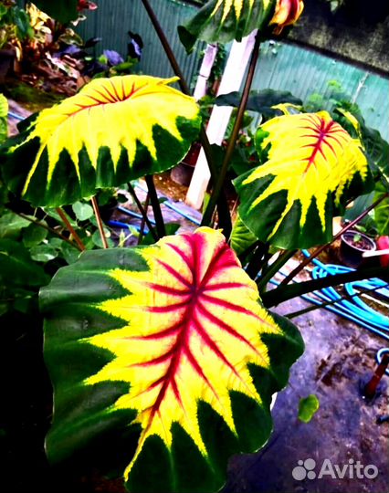 Новинка Колоказия Light Pillar шикарный сорт