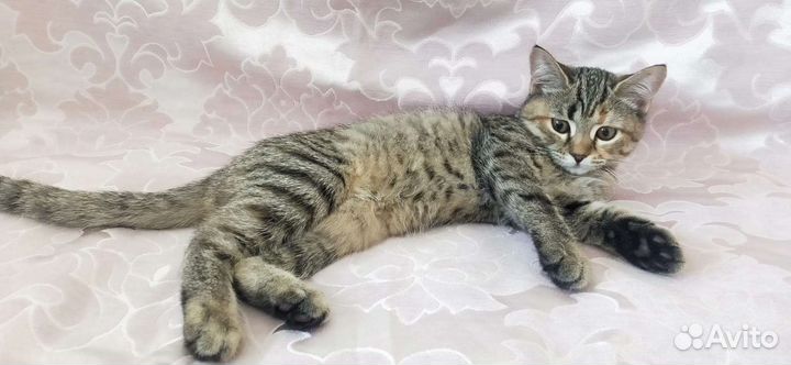 Котята отдам в добрые руки