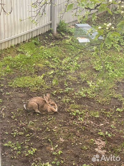 Клетка-ловушка, котоловка