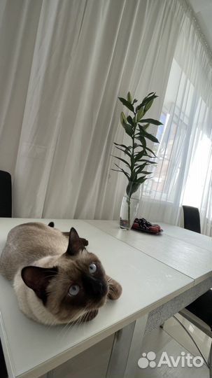 Сиамский кот вязка
