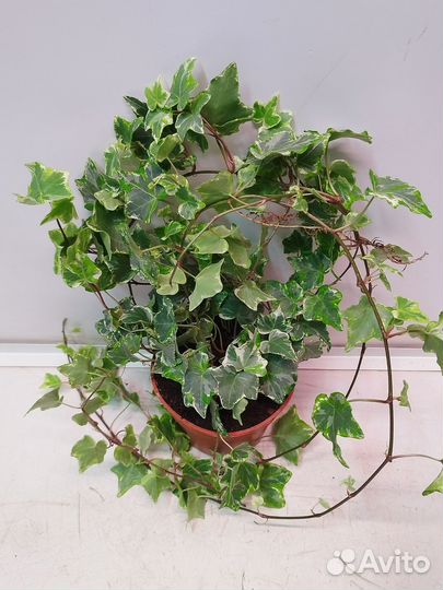 Хедера Хеликс Бонт