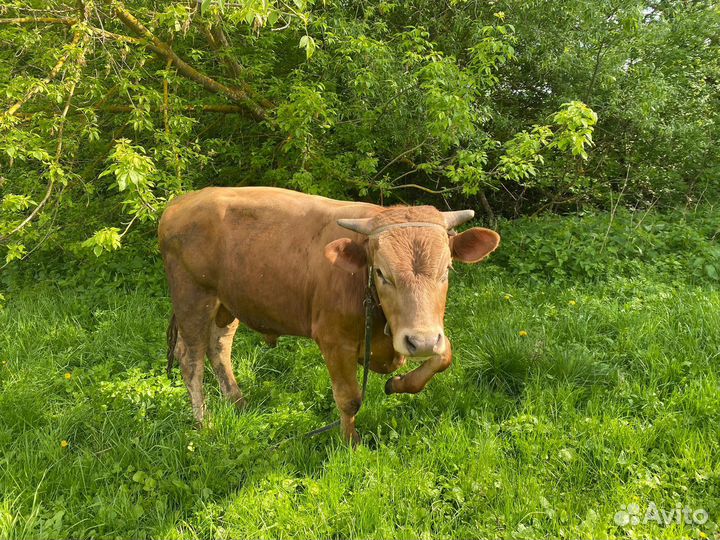 Быки на племя