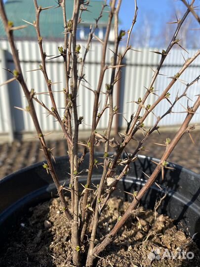 Барбарис тунберга