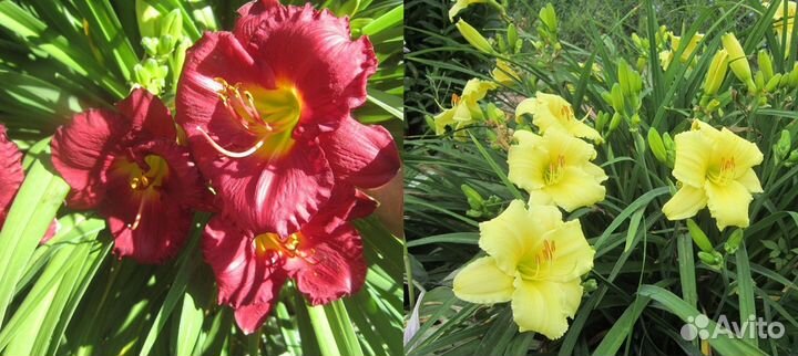 Лилейники и Сибирские ирисы