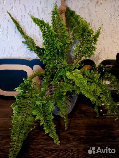 Папоротник нефролепис Мариса