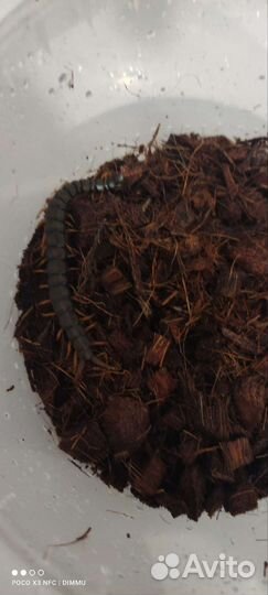 Скорпионы, палочники, сколопендры, тараканы