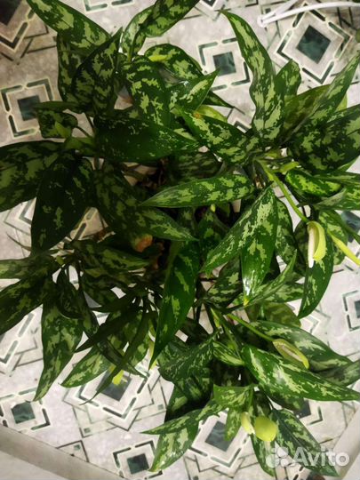 Фикус, пальмы, юкка, драцены