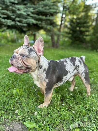 Французский бульдог вязка