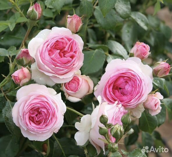 Саженцы розы бордюрной Мими Эден