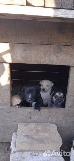 Щенки