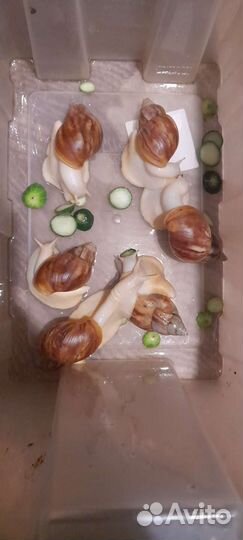 Улитки ахатины