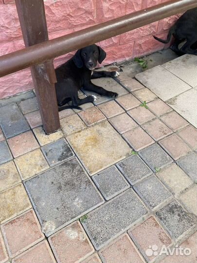 Щеночки в дар