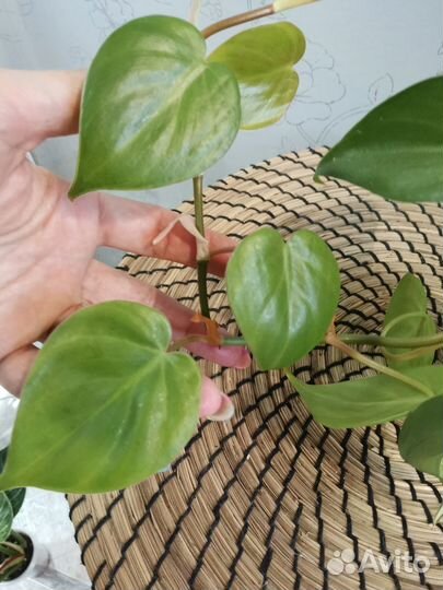 Эпипремнумы сортовые