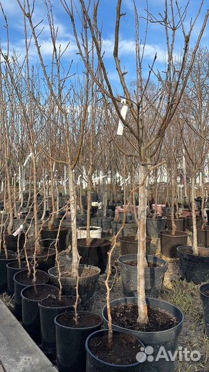 Саженцы черешня Чёрный принц