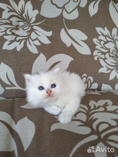Котëнок в дар