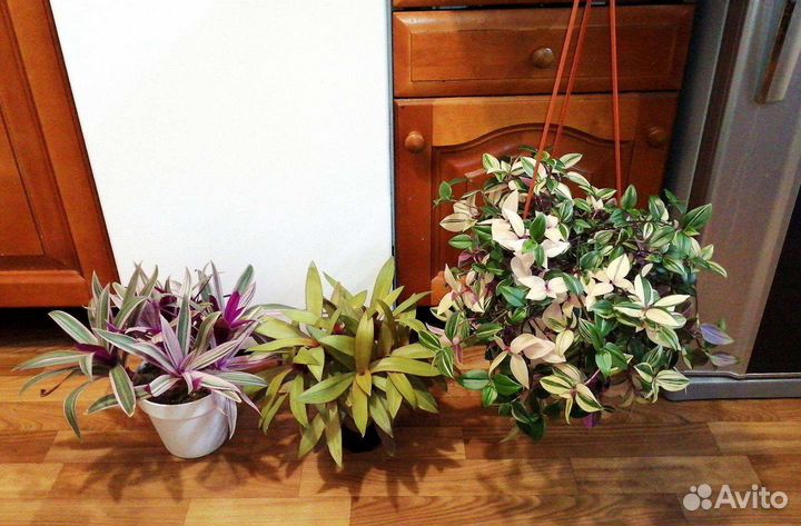 Традесканции сортовые