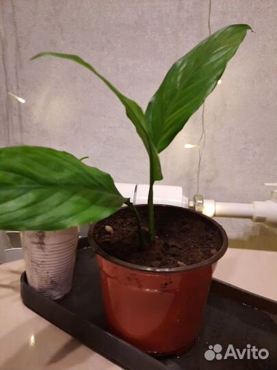 Спацифиллум