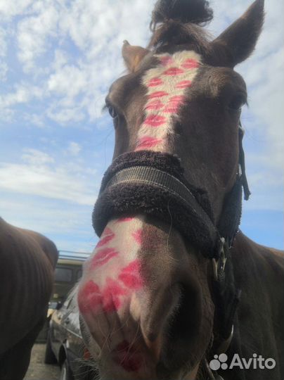 Продам лошадь жеребца