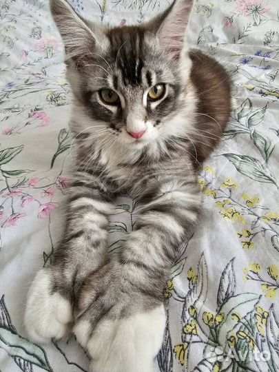 Мейкун котенок мальчик - полидакт