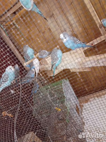 Продаётся попугайчики с клеткой