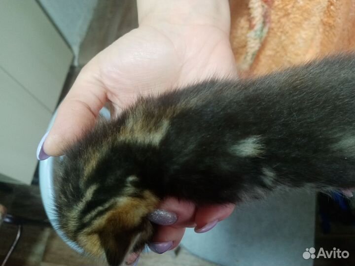 Продам бенгальских котят