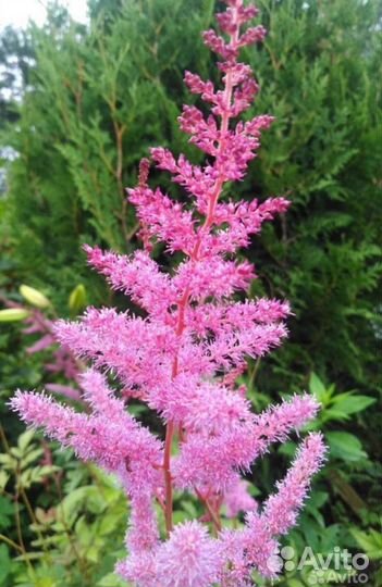 Астильба розовая, сиреневая