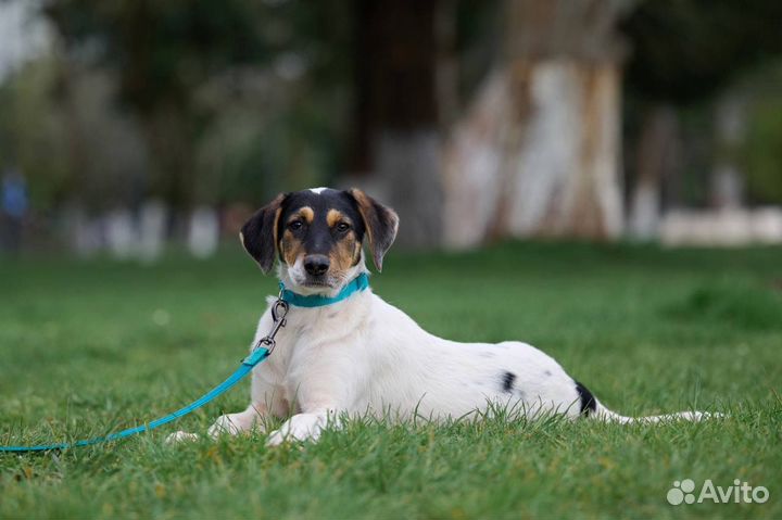 Джек Рассел терьер