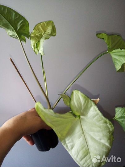 Комнатные цветы