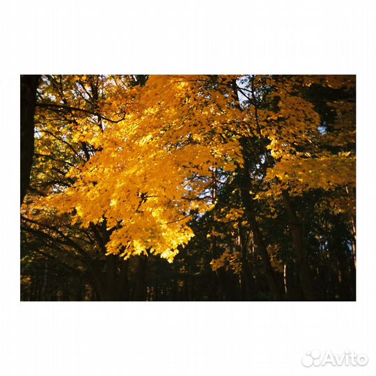 Плёночный фотоаппарат Skina Poche 20