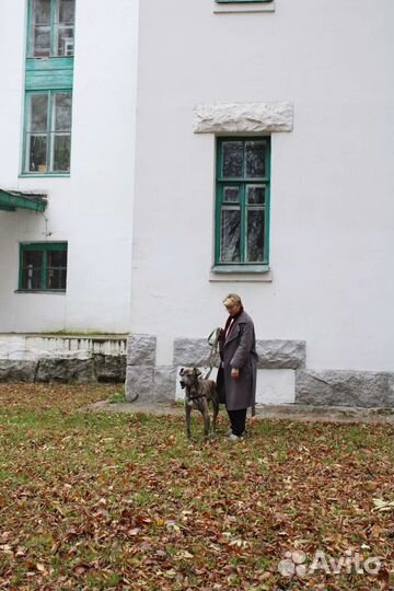 Выгул собак, догситтер, няня для кошек и собак