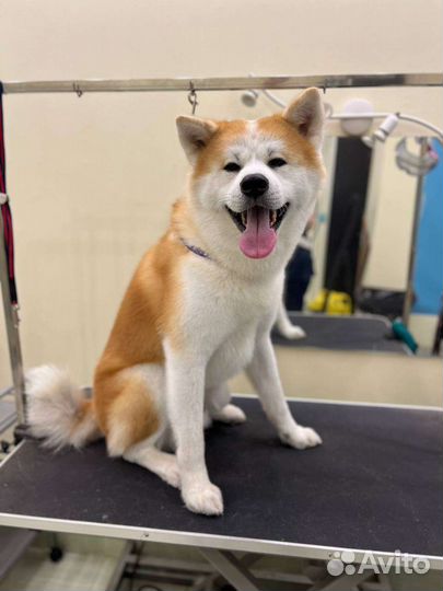 Мытье собак/Экспресс -линька/Груминг