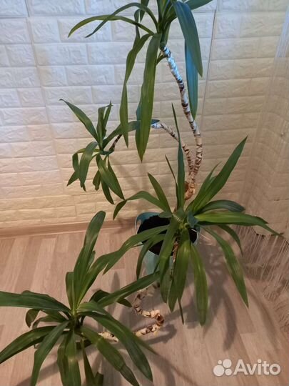 Пальма юкка