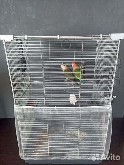 Попугаи неразлучники с клеткой