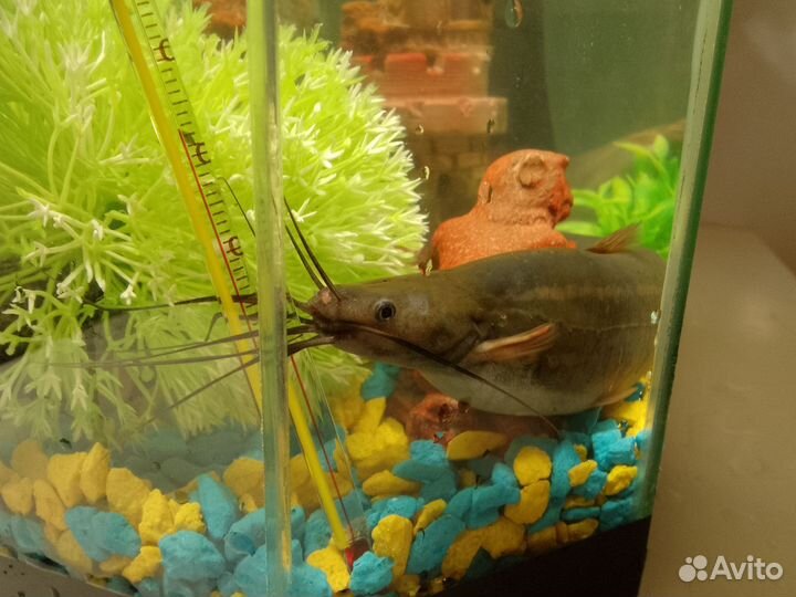 Мешкожаберный сом