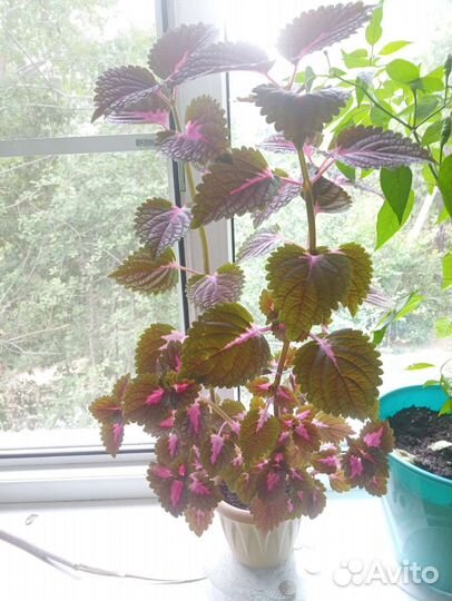 Комнатные растения цветы