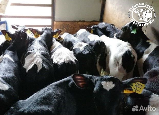 Телята бычки